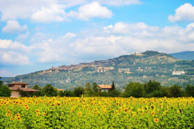 Landscape with sunflowers field Cortona Tuscany
