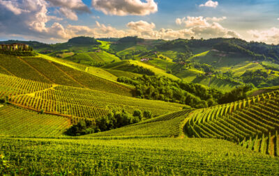 Wine Region of puglia