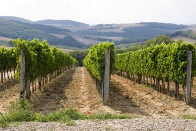 Vineyards tuscany