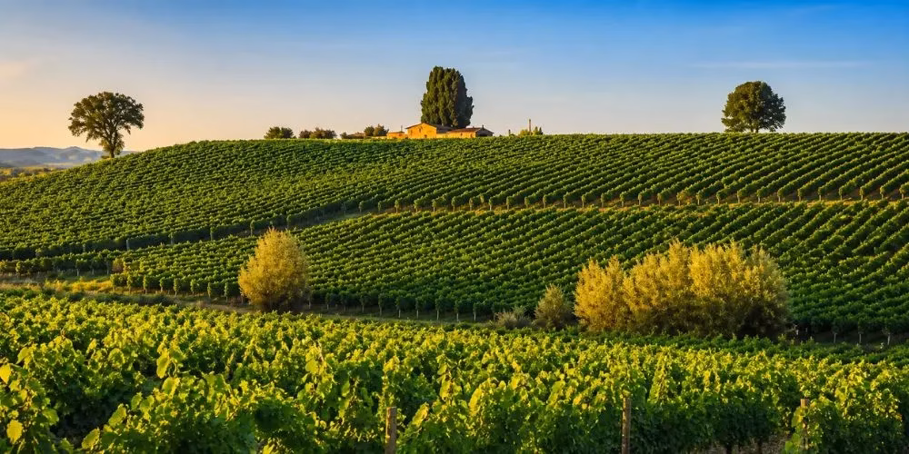 Chianti Classico Apart